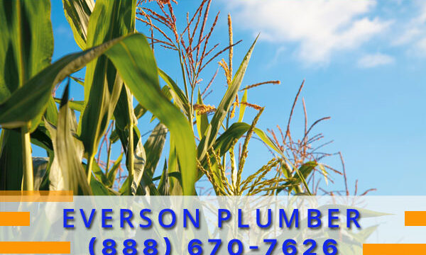 Plumber-Everson-Wa
